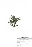 藏品(羅漢松)的圖片